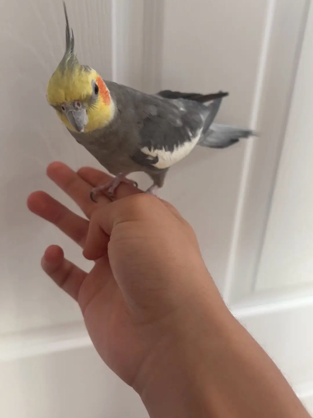 Cockatiel Companion Bird - Gray and Yellow Color
